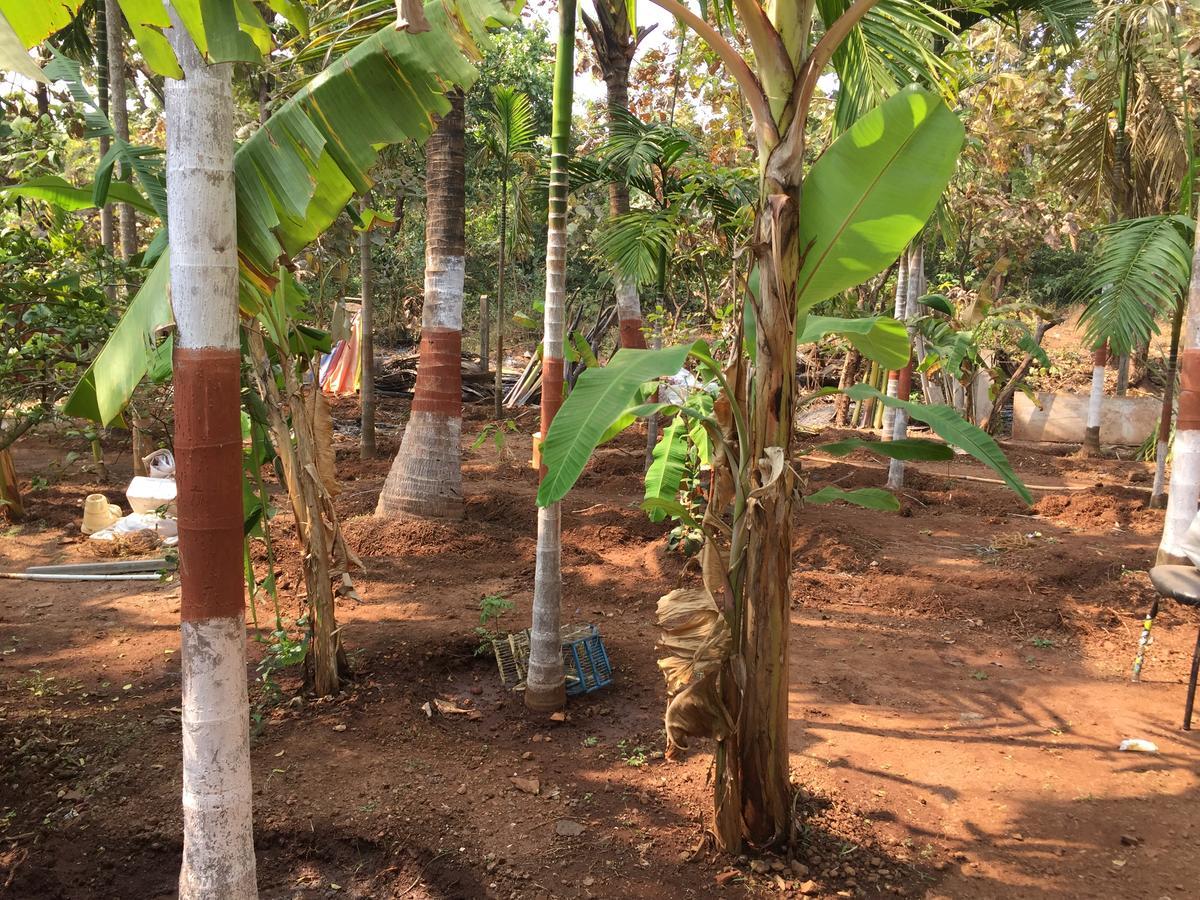 Neel Garden Resort Murud  Exterior photo
